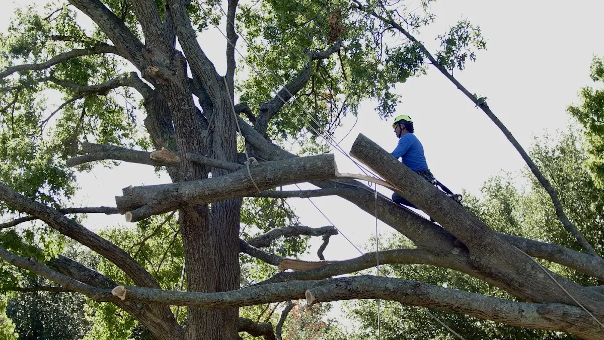 Professional Crown Thinning performed by certified arborists in Stewart